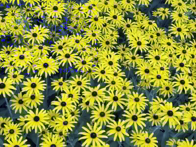 Summer at a glance Abundance of black-eyed Susans (botanical name Rudbeckia hirta), common in Illinois and elsewhere in the central United States, in August