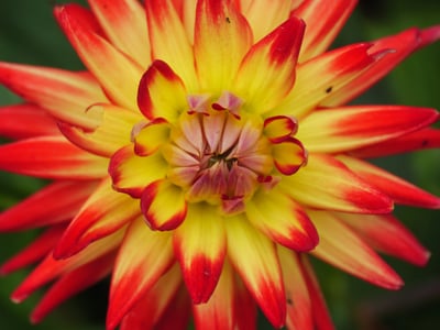 summer time in a garden in germany