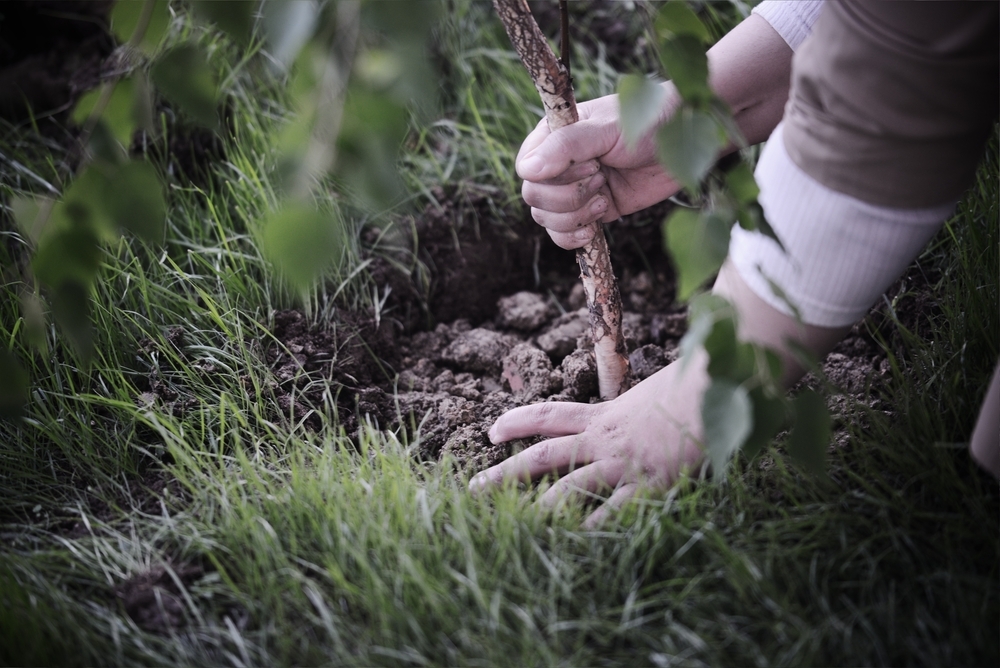 Soil Mistakes That Sabotage Your Gardening Efforts